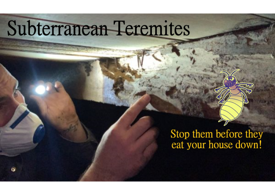 Subterranean Termite Treatment Quick Facts - Corky's Pest Control ...