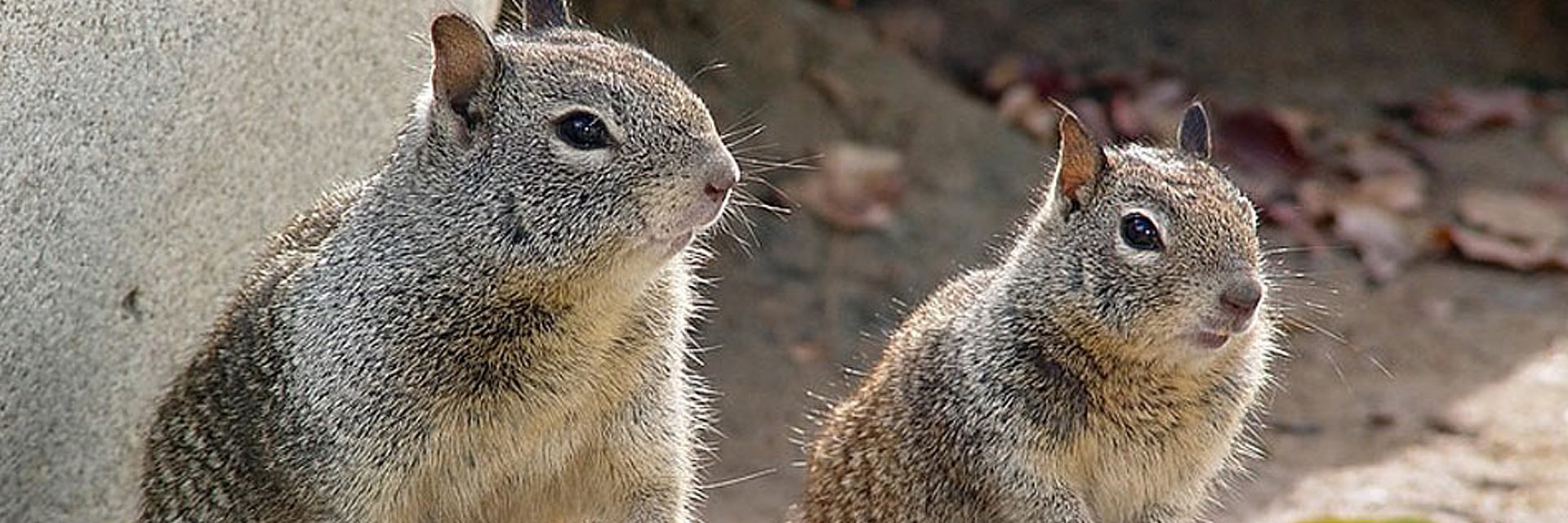 Ground Squirrel Control Service Quick Facts - Corky's Pest Control