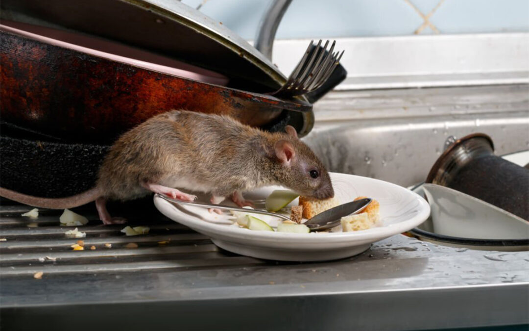 Things to consider before contacting an exterminator for mice