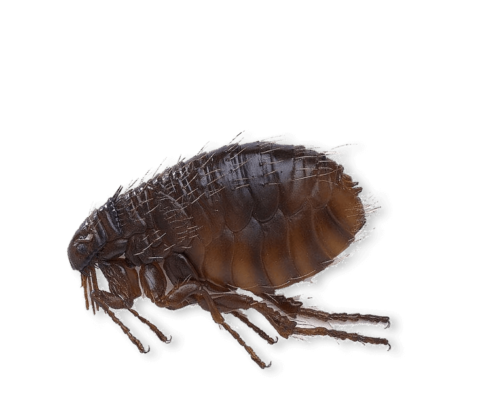 FLEA ID : Flea Identification : Identify Fleas : Corky's Pest Control