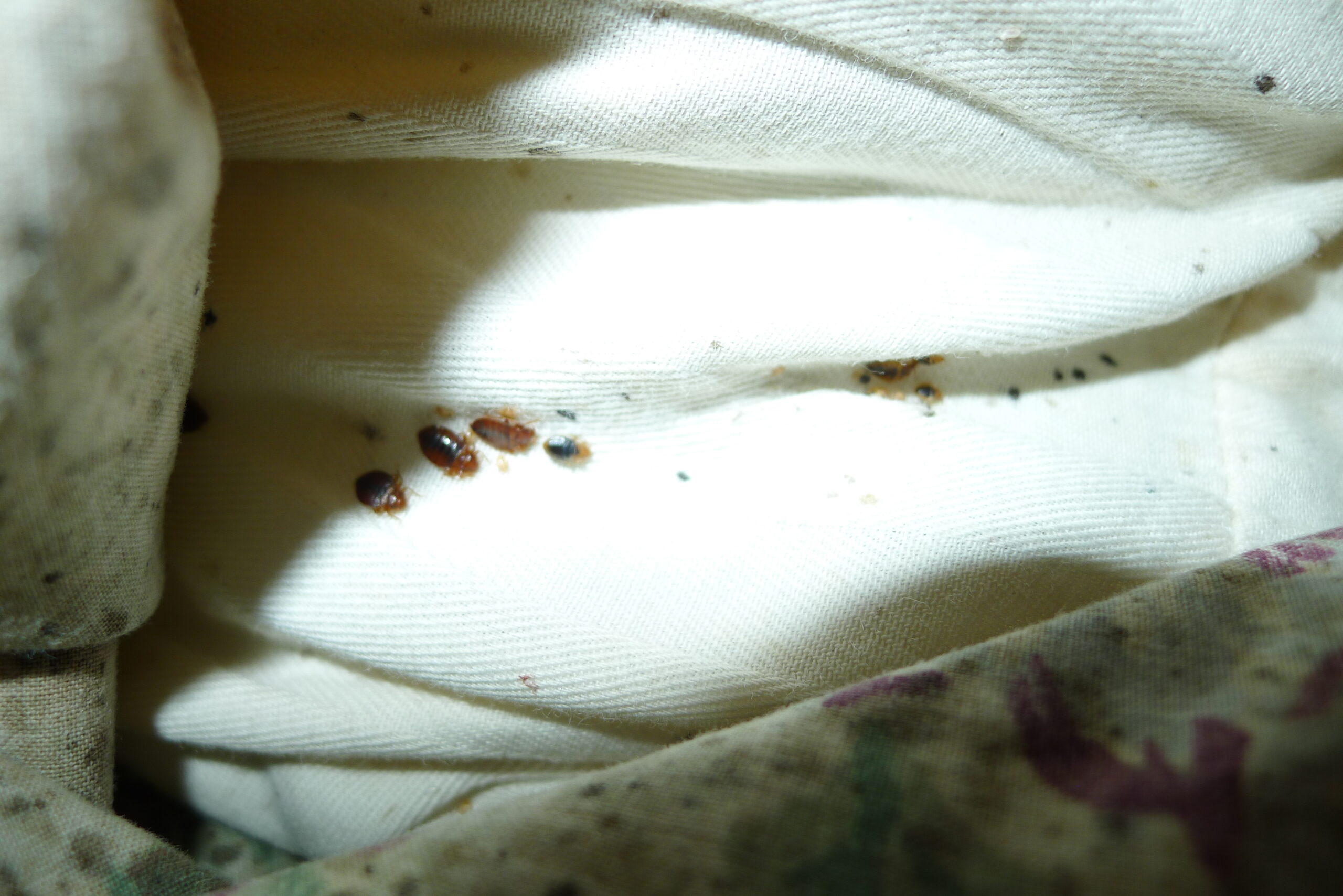 Understanding Bed Bugs in California: Identifying & Preventing Bed Bugs