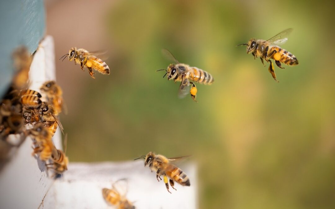 Understanding Bees in California