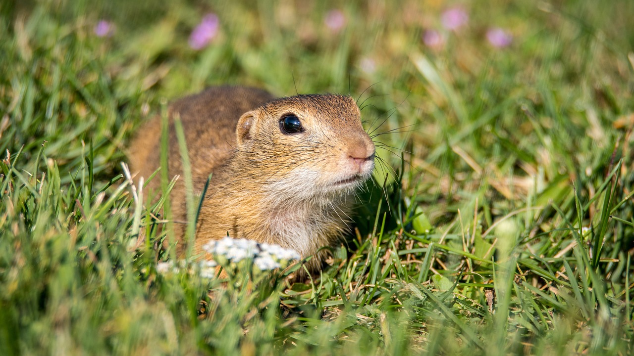 california gophers